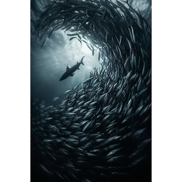 Fish Underwater Canvas